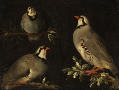 Trois pigeons sur des branches - Unbekannt Unbekannt
